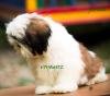 DogsIndia.com - Shih Tzu - Voyagerz