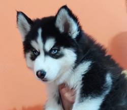 DogsIndia.com - Siberian Husky - Aditya Lochan