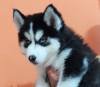 DogsIndia.com - Siberian Husky - Aditya Lochan