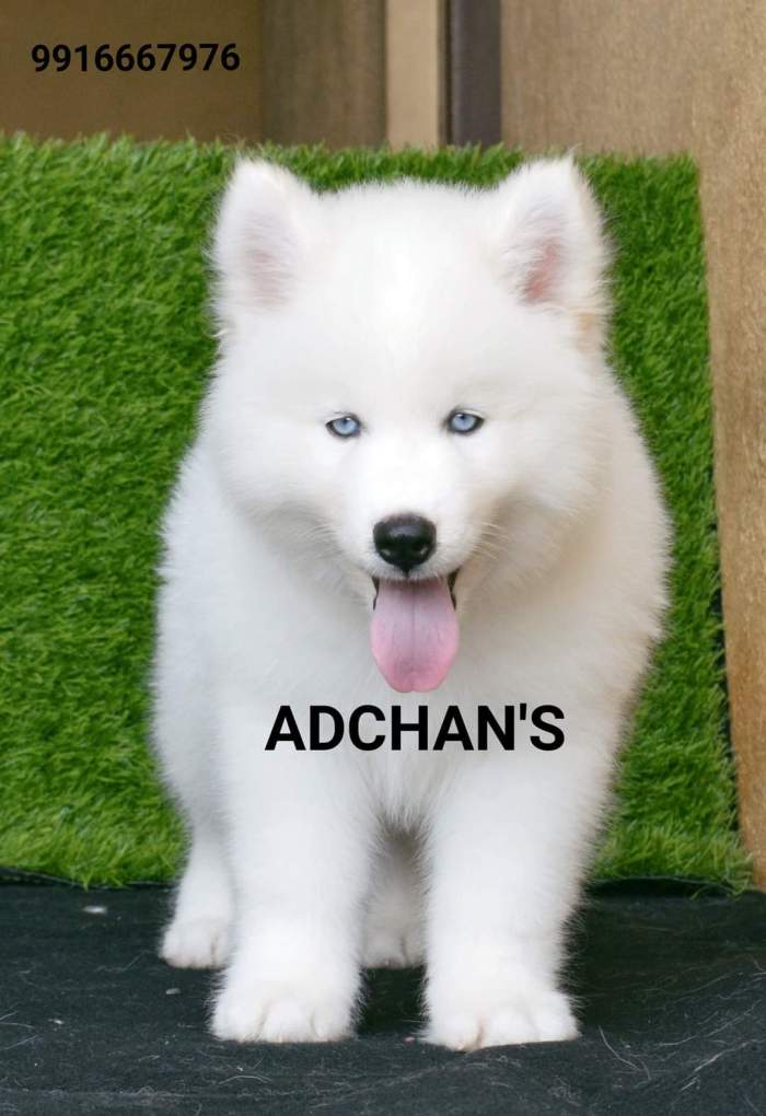 DogsIndia.com - Siberian Husky - Aditya Lochan