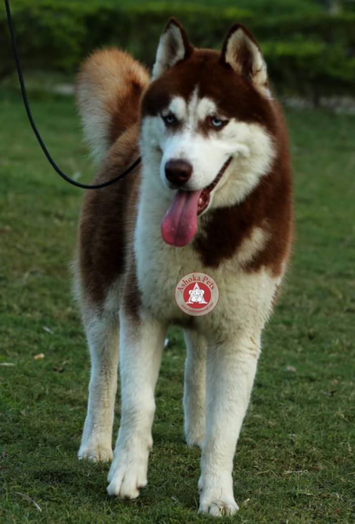 DogsIndia.com - Siberian Husky - Karan Chawla