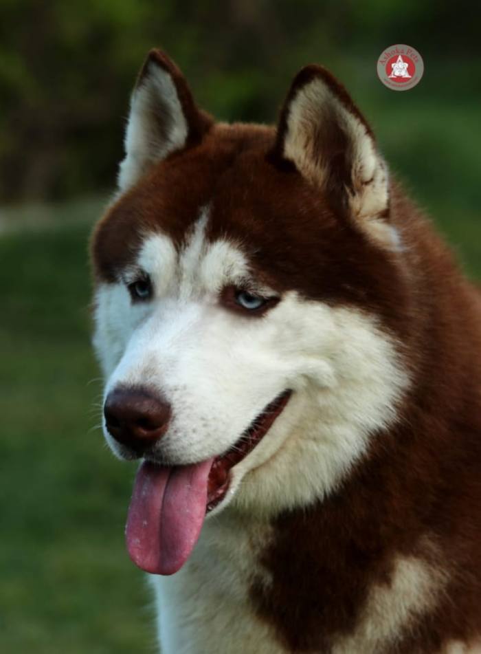 DogsIndia.com - Siberian Husky - Karan Chawla