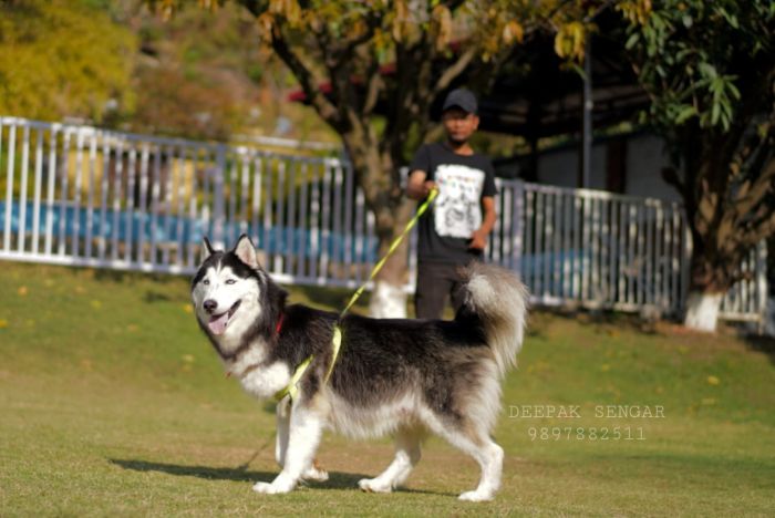 DogsIndia.com - Siberian Husky - Deepak Singh Sengar