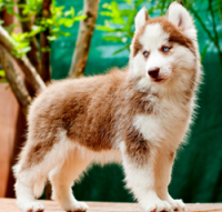 DogsIndia.com - Siberian Husky - Misty Hill Kennels (Dvijatman)