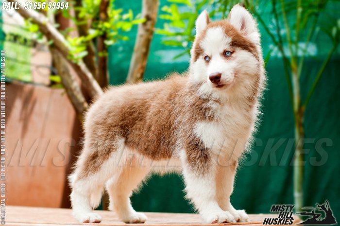 DogsIndia.com - Siberian Husky - Misty Hill Kennels (Dvijatman)