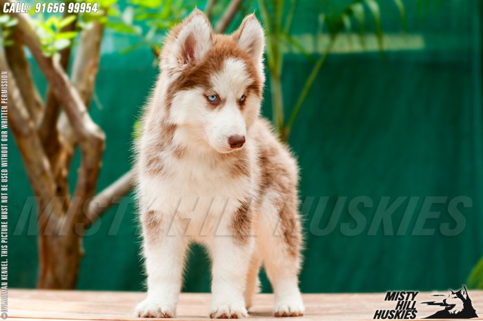 DogsIndia.com - Siberian Husky - Misty Hill Kennels (Dvijatman)