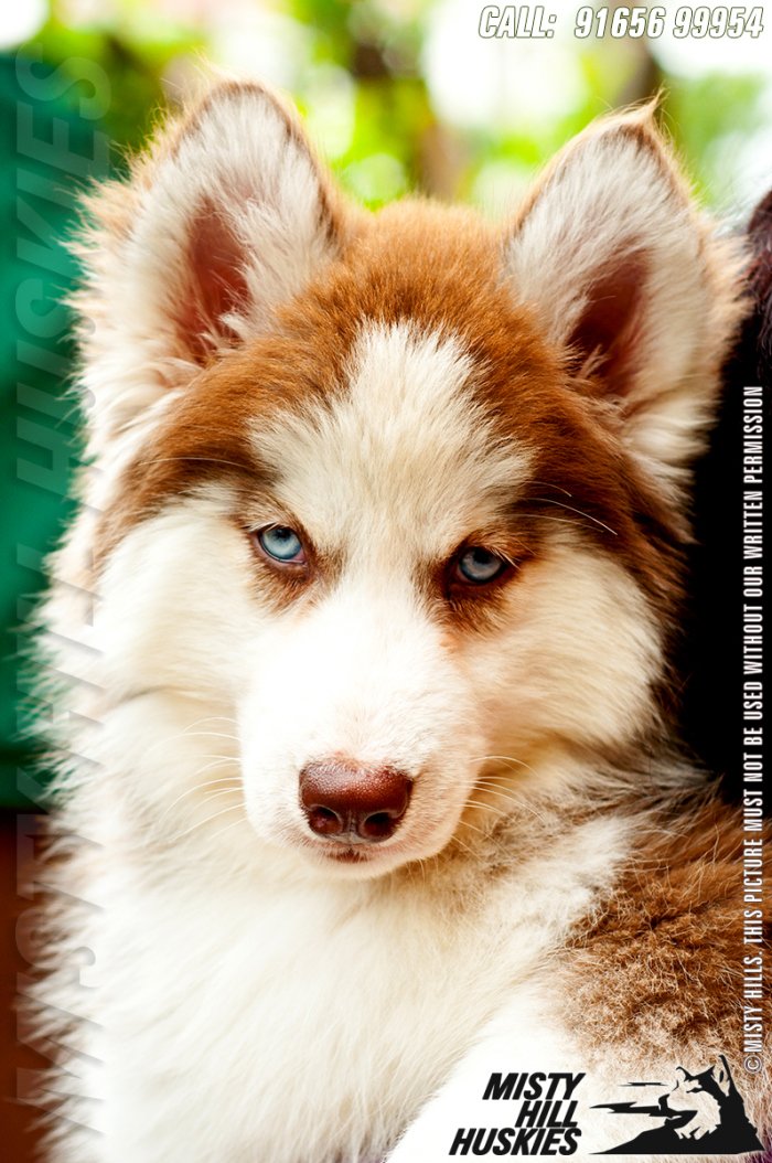 DogsIndia.com - Siberian Husky - Misty Hill Kennels (Dvijatman)