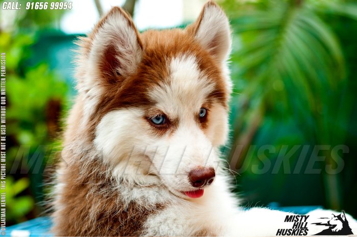 DogsIndia.com - Siberian Husky - Misty Hill Kennels (Dvijatman)