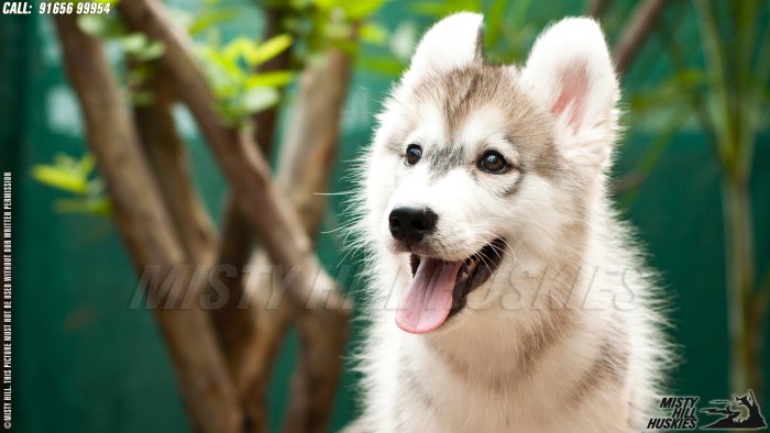 DogsIndia.com - Siberian Husky - Misty Hill Kennels (Dvijatman)