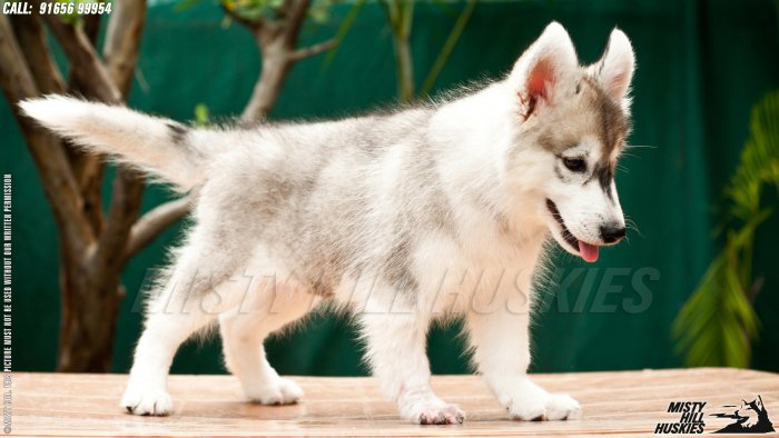 DogsIndia.com - Siberian Husky - Misty Hill Kennels (Dvijatman)