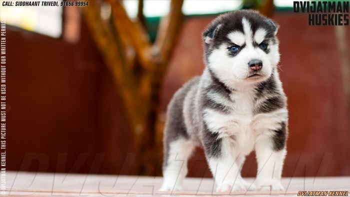 DogsIndia.com - Siberian Husky - Misty Hill Kennels (Dvijatman)