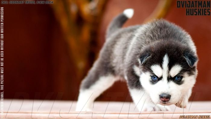 DogsIndia.com - Siberian Husky - Misty Hill Kennels (Dvijatman)
