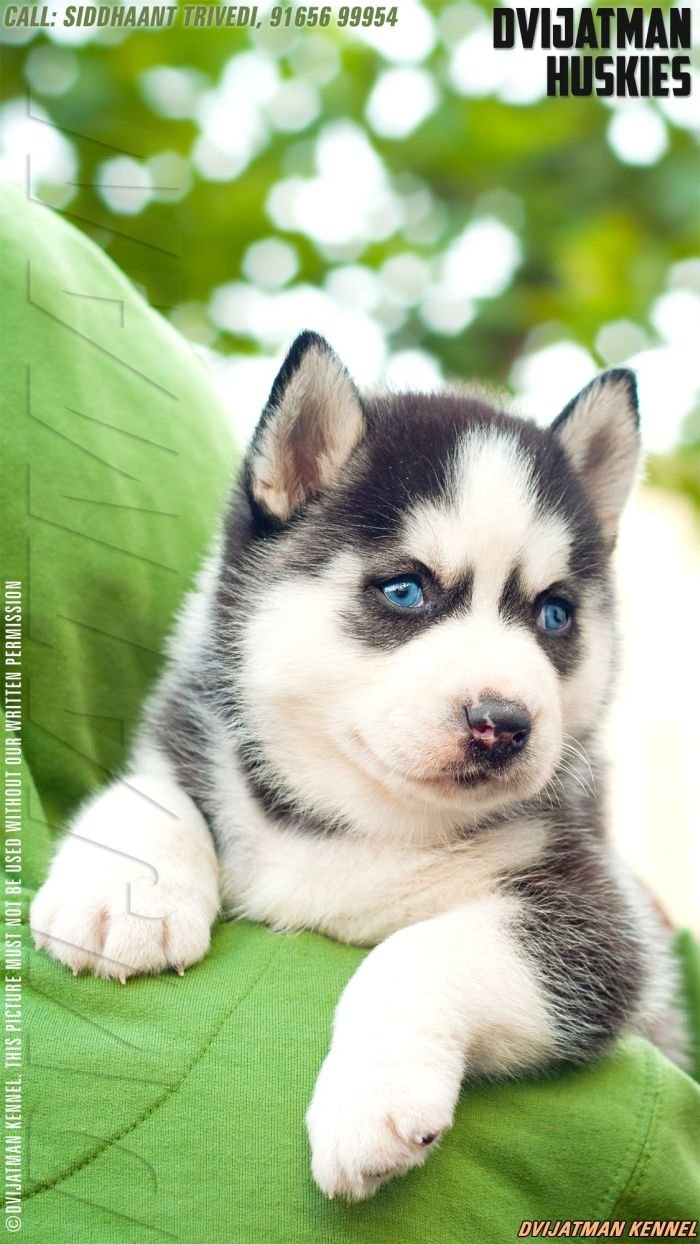 DogsIndia.com - Siberian Husky - Misty Hill Kennels (Dvijatman)