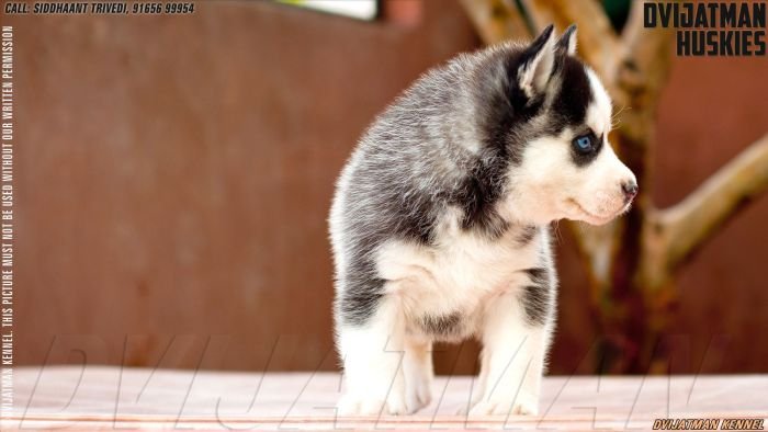 DogsIndia.com - Siberian Husky - Misty Hill Kennels (Dvijatman)