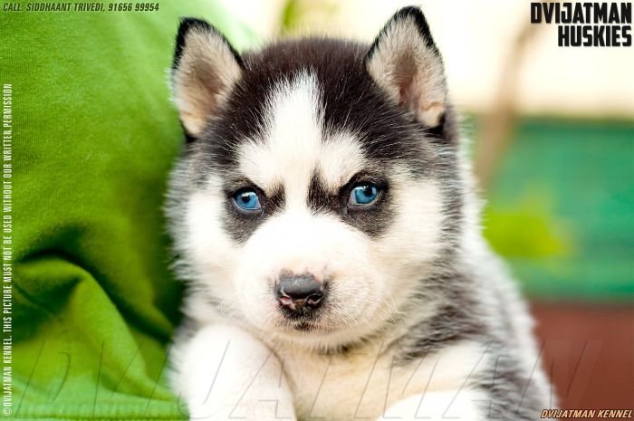DogsIndia.com - Siberian Husky - Misty Hill Kennels (Dvijatman)