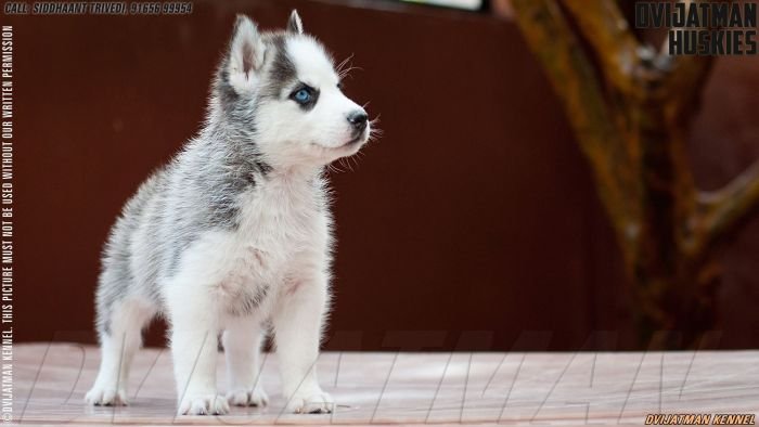 DogsIndia.com - Siberian Husky - Dvijatman Kennels