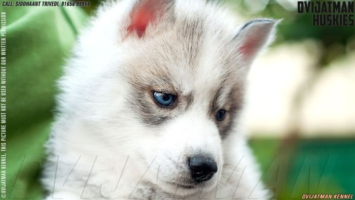 DogsIndia.com - Siberian Husky - Dvijatman Kennels
