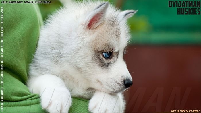 DogsIndia.com - Siberian Husky - Dvijatman Kennels
