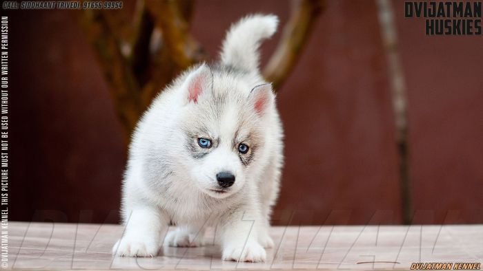 DogsIndia.com - Siberian Husky - Dvijatman Kennels