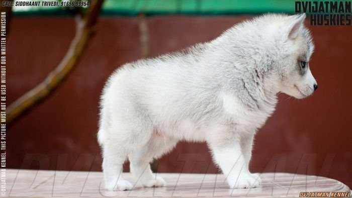 DogsIndia.com - Siberian Husky - Dvijatman Kennels