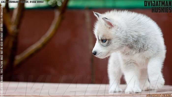 DogsIndia.com - Siberian Husky - Dvijatman Kennels