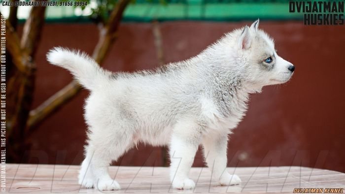 DogsIndia.com - Siberian Husky - Dvijatman Kennels