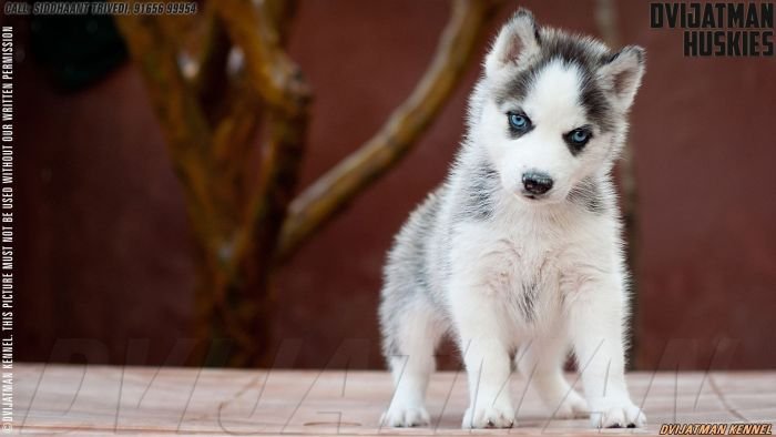 DogsIndia.com - Siberian Husky - Dvijatman Kennels