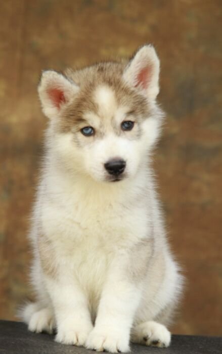 DogsIndia.com - Siberian Husky - Epona Kennel