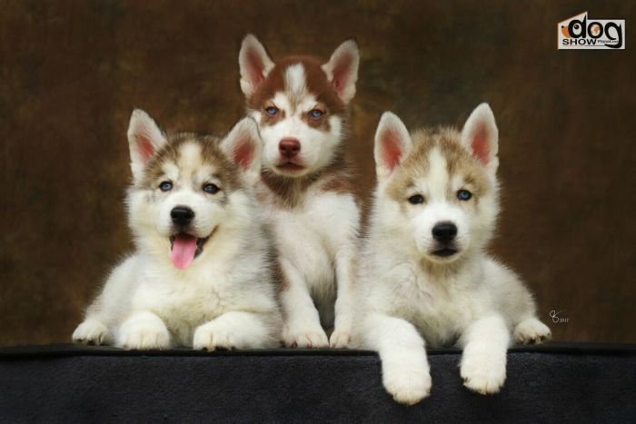 DogsIndia.com - Siberian Husky - Epona Kennel