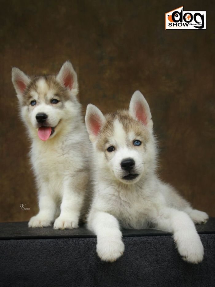 DogsIndia.com - Siberian Husky - Epona Kennel