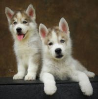 DogsIndia.com - Siberian Husky - Epona Kennel