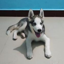 DogsIndia.com - Siberian Husky - Dr.Gowtham