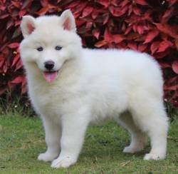 DogsIndia.com - Siberian Husky - Gururaj Mahadev