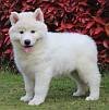 DogsIndia.com - Siberian Husky - Gururaj Mahadev