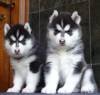 DogsIndia.com - Siberian Husky - Gururaj
