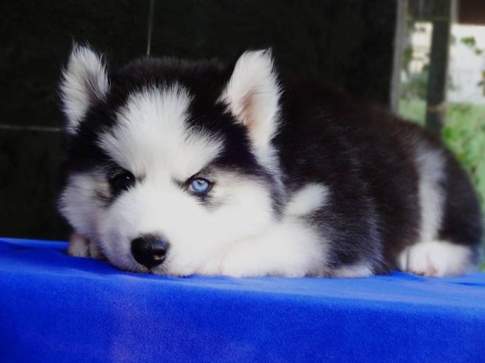DogsIndia.com - Siberian Husky - Gururaj
