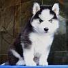 DogsIndia.com - Siberian Husky - Gururaj