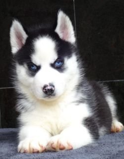 DogsIndia.com - Siberian Husky - Gururaj