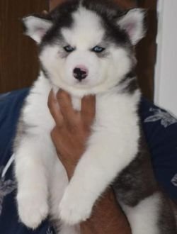 DogsIndia.com - Siberian Husky - Gururaj