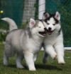 DogsIndia.com - Siberian Husky - Gururaj