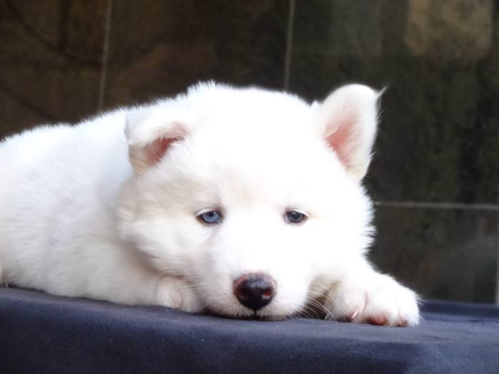 DogsIndia.com - Siberian Husky - Gururaj Mahadev