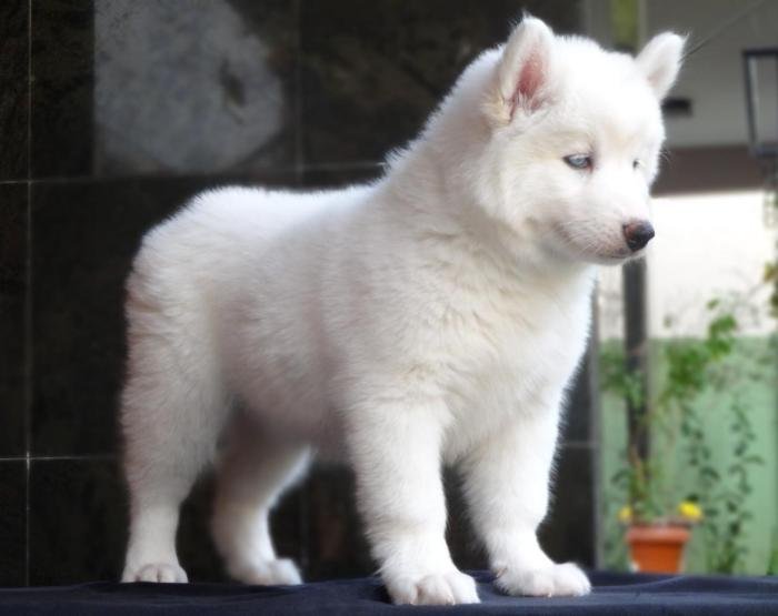 DogsIndia.com - Siberian Husky - Gururaj Mahadev