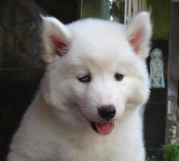 DogsIndia.com - Siberian Husky - Gururaj Mahadev