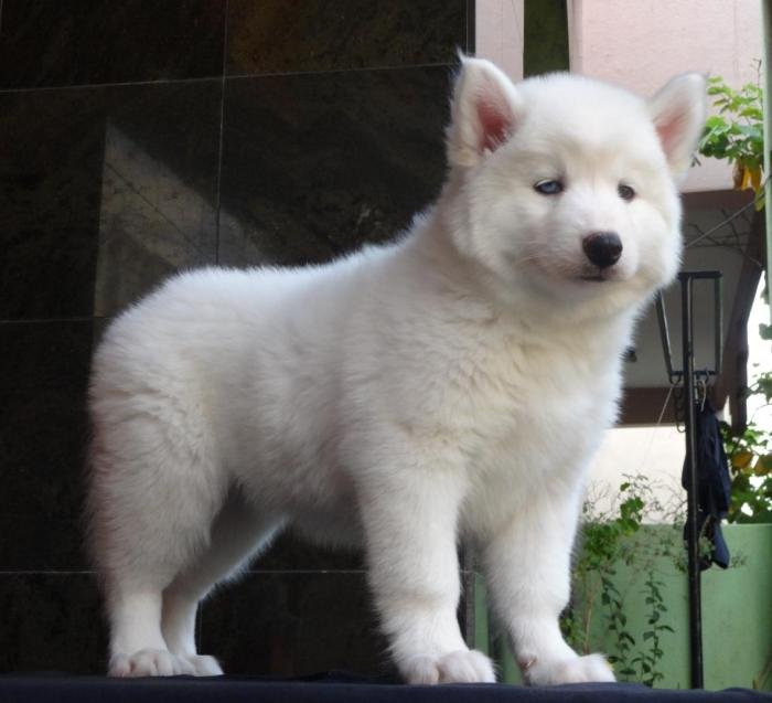 DogsIndia.com - Siberian Husky - Gururaj Mahadev