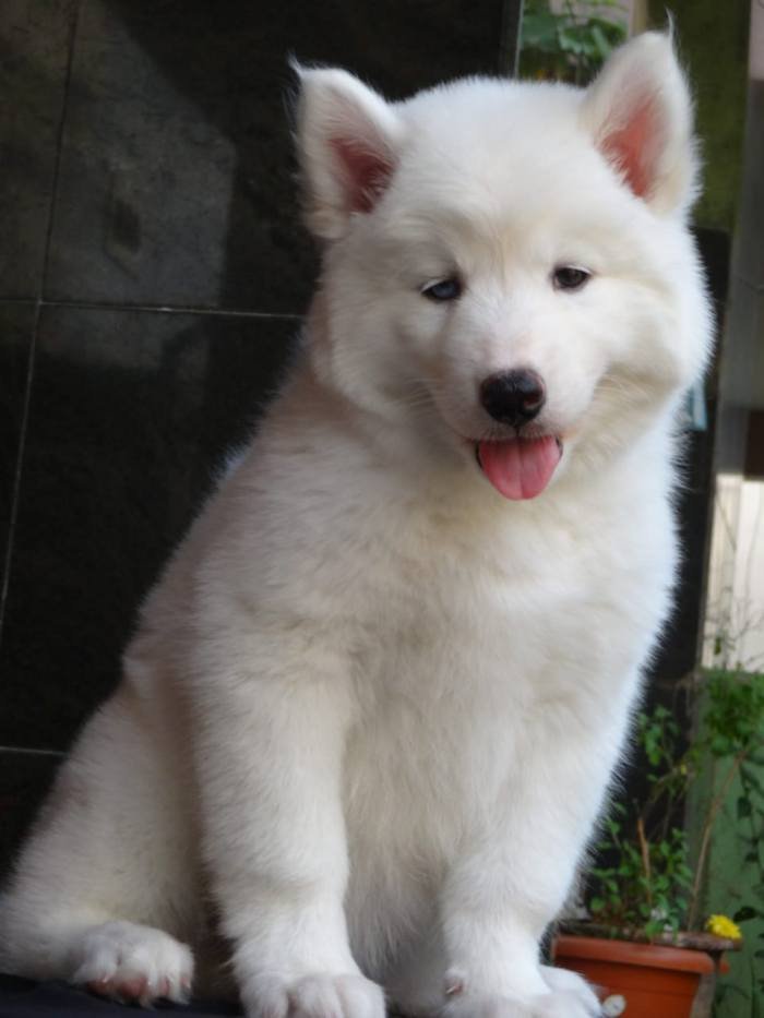 DogsIndia.com - Siberian Husky - Gururaj Mahadev