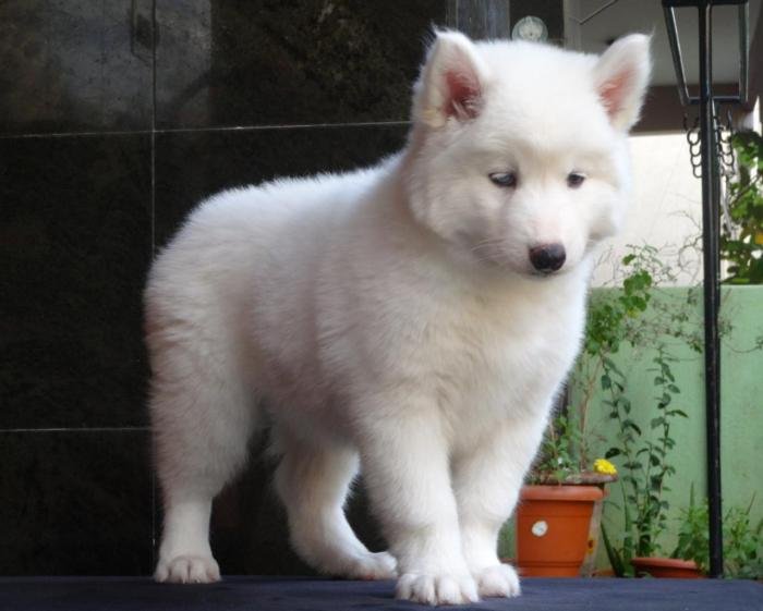 DogsIndia.com - Siberian Husky - Gururaj Mahadev