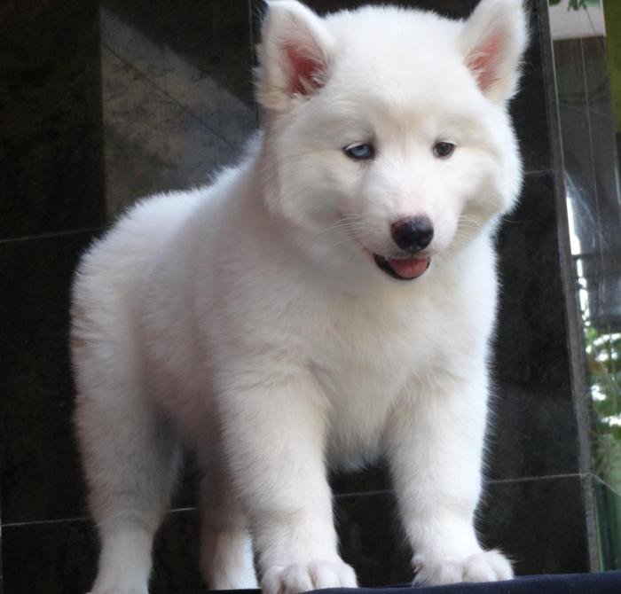 DogsIndia.com - Siberian Husky - Gururaj Mahadev