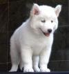 DogsIndia.com - Siberian Husky - Gururaj Mahadev