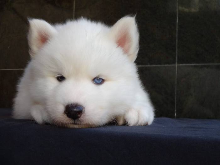 DogsIndia.com - Siberian Husky - Gururaj Mahadev