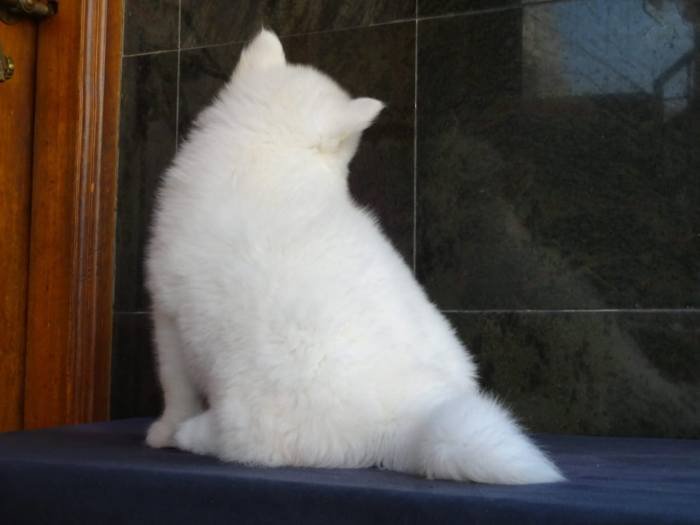 DogsIndia.com - Siberian Husky - Gururaj Mahadev